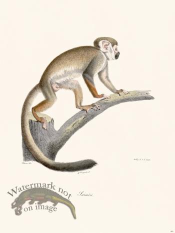 Cuvier 401 Squirrel Monkey